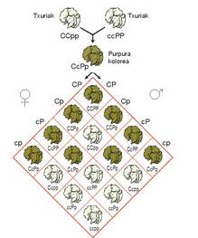 1. Irudia: Gene eragin osagarria ilar usaindunean.<br>